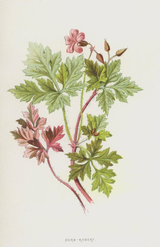 Herb-Robert (chromolitho) alkotó: Frederick Edward Hulme