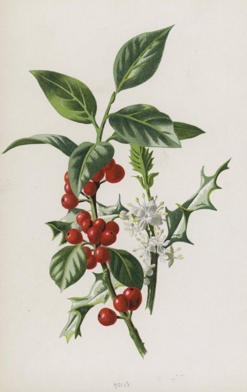 magyal (chromolitho) alkotó: Frederick Edward Hulme
