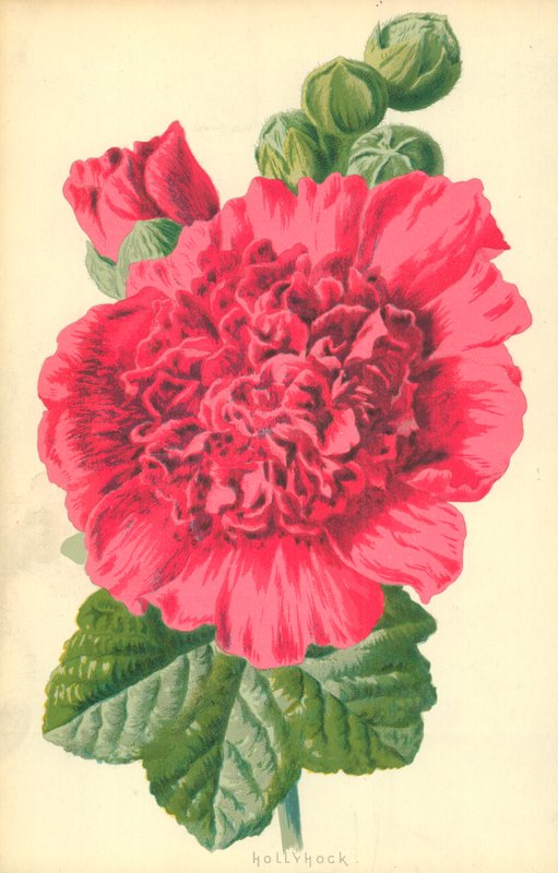 Mályvarózsa alkotó: Frederick Edward Hulme