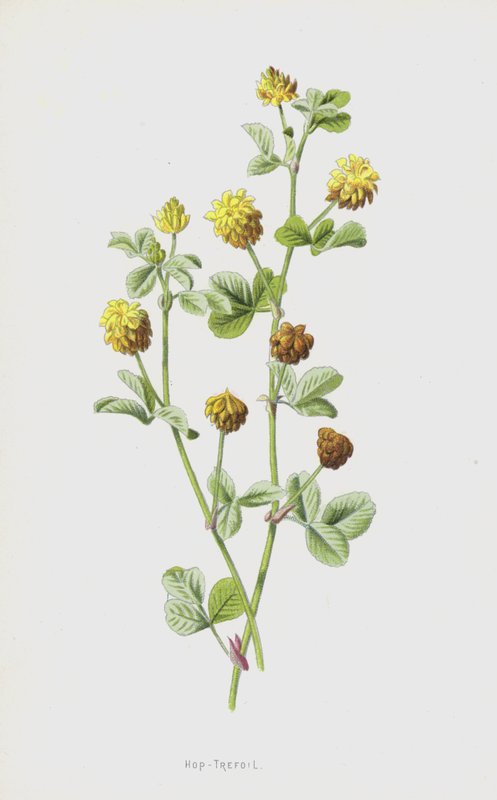 Hop-Trefoil (chromolitho) alkotó: Frederick Edward Hulme