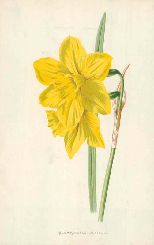 Páratlan nárcisz alkotó: Frederick Edward Hulme