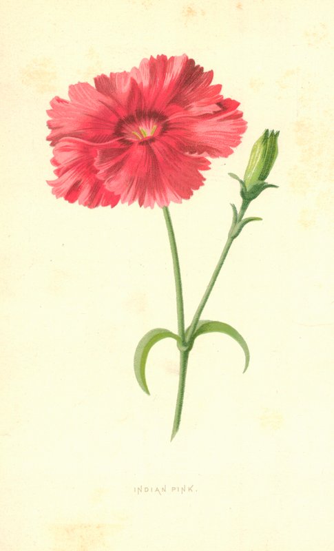 Indiai rózsaszín alkotó: Frederick Edward Hulme