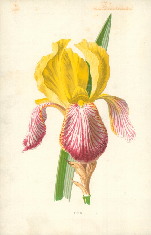 Írisz alkotó: Frederick Edward Hulme