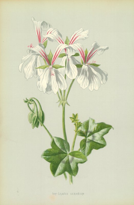 Borostyánlevelű muskátli alkotó: Frederick Edward Hulme