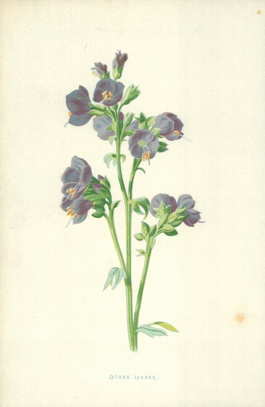 Jákob létrája alkotó: Frederick Edward Hulme