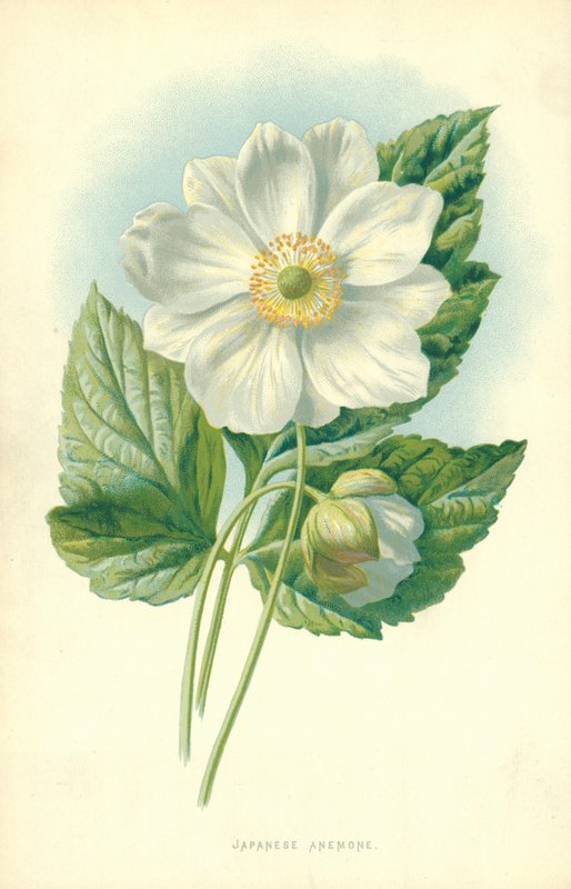 Japán kökörcsin alkotó: Frederick Edward Hulme