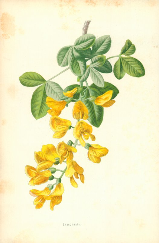 Aranyeső alkotó: Frederick Edward Hulme