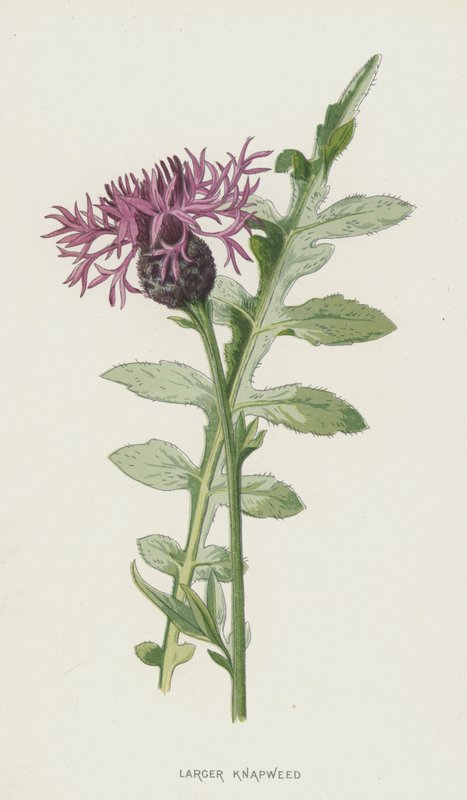 Nagyobb gombóc (chromolitho) alkotó: Frederick Edward Hulme