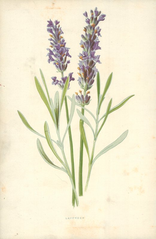 Levendula alkotó: Frederick Edward Hulme