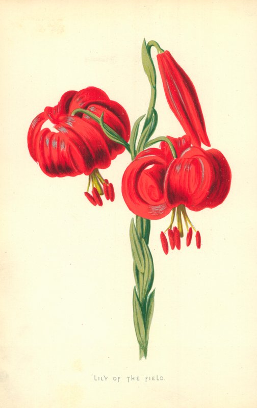 Mezei liliom alkotó: Frederick Edward Hulme