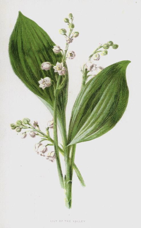 Gyöngyvirág (chromolitho) alkotó: Frederick Edward Hulme
