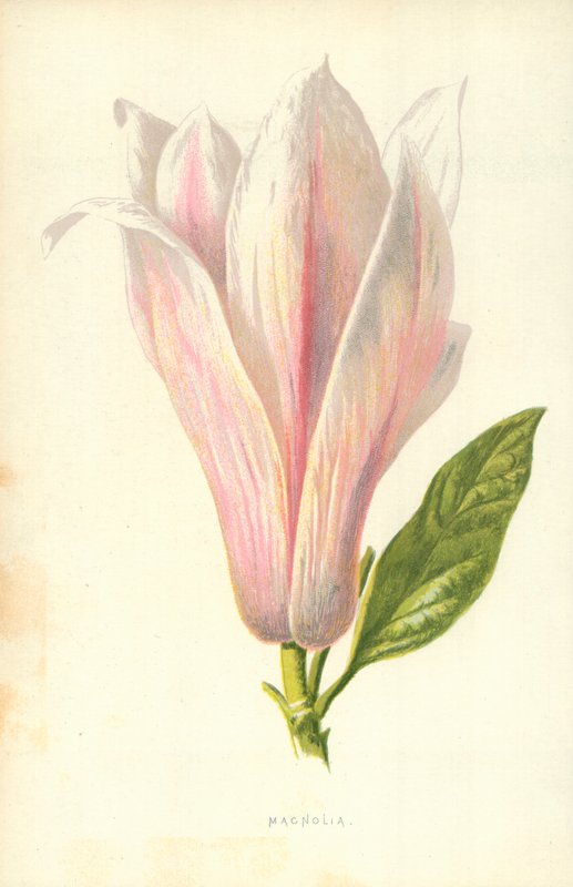 Magnólia alkotó: Frederick Edward Hulme