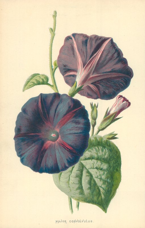 Convolvulus őrnagy alkotó: Frederick Edward Hulme