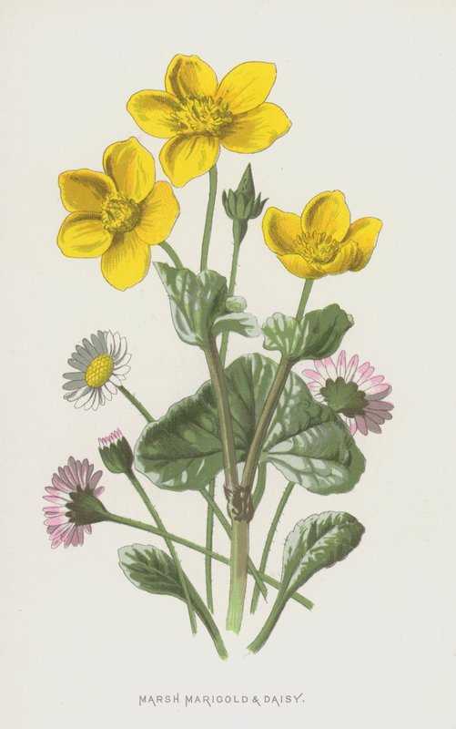 Marsh körömvirág és százszorszép (chromolitho) alkotó: Frederick Edward Hulme