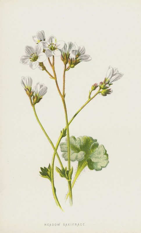 Meadow Saxifrage (chromolitho) alkotó: Frederick Edward Hulme
