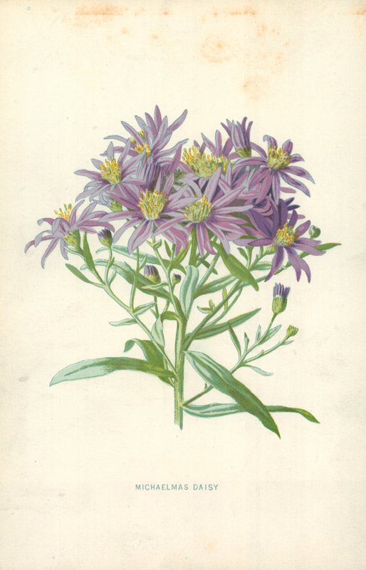 Michaelmas Daisy alkotó: Frederick Edward Hulme