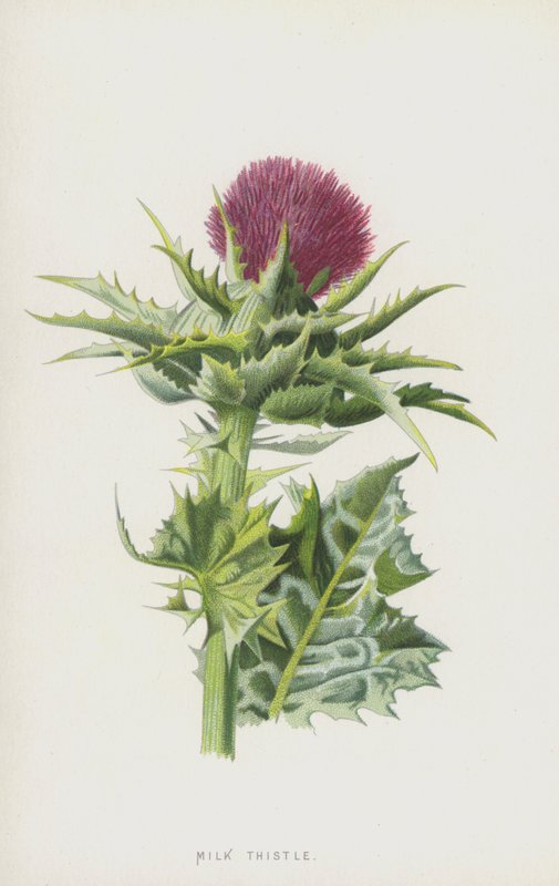 Máriatövis (chromolitho) alkotó: Frederick Edward Hulme
