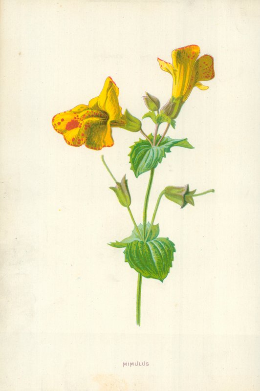 Mimulus alkotó: Frederick Edward Hulme