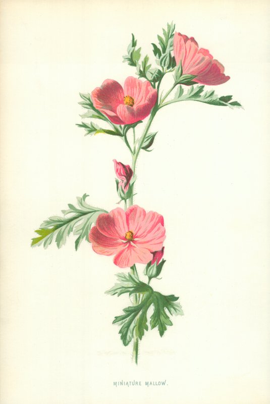 Miniatűr mályva alkotó: Frederick Edward Hulme