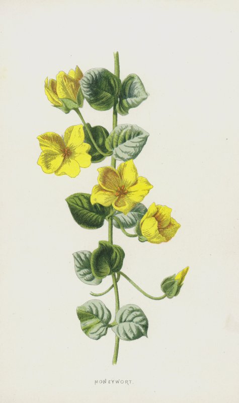 Moneywort (chromolitho) alkotó: Frederick Edward Hulme
