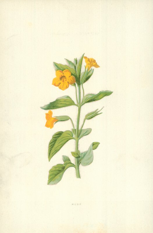 Pézsma alkotó: Frederick Edward Hulme