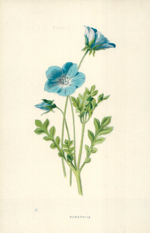 Nemophila alkotó: Frederick Edward Hulme