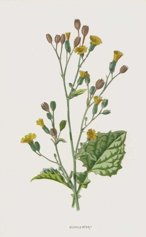 mellbimbófű (chromolitho) alkotó: Frederick Edward Hulme