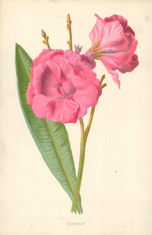 Leander alkotó: Frederick Edward Hulme