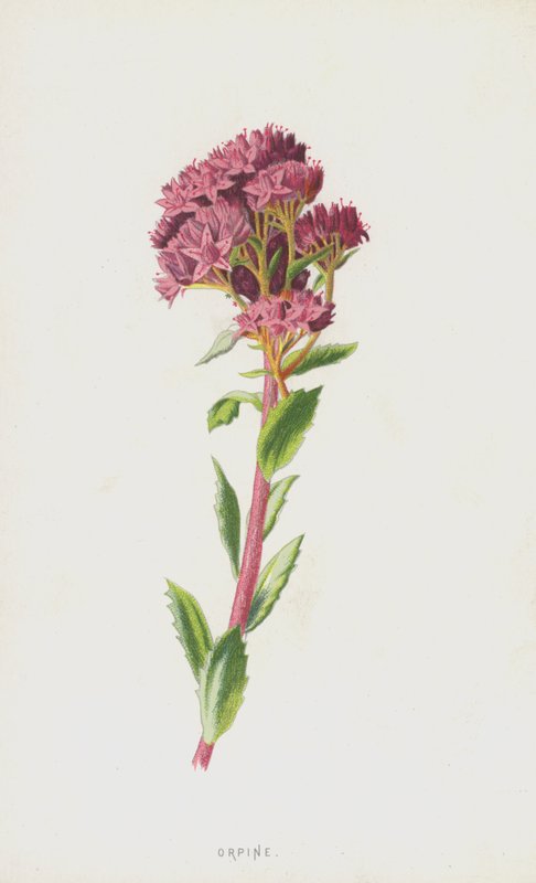 Orpine (chromolitho) alkotó: Frederick Edward Hulme