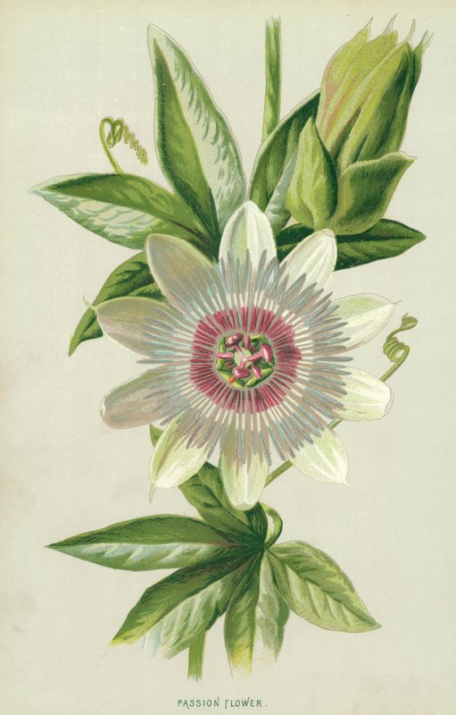 Golgotavirág alkotó: Frederick Edward Hulme