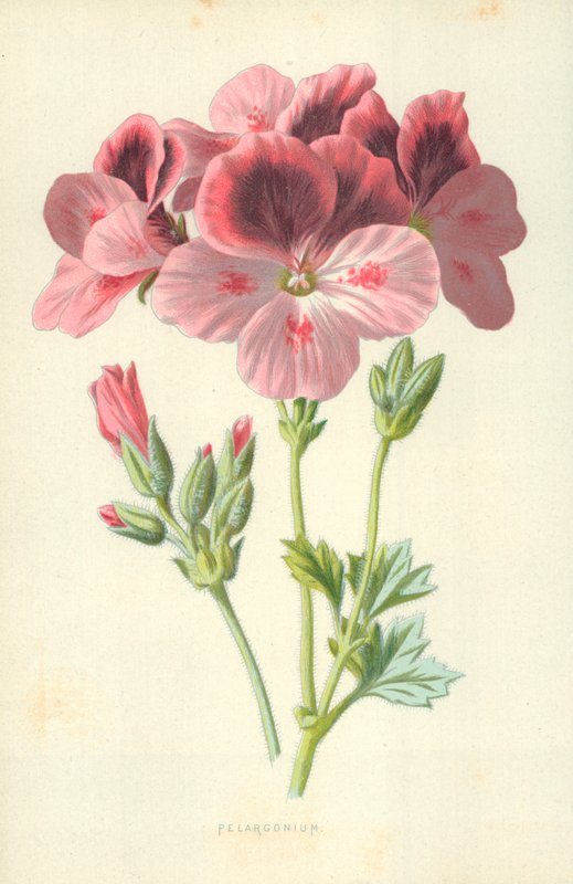 Muskátli alkotó: Frederick Edward Hulme