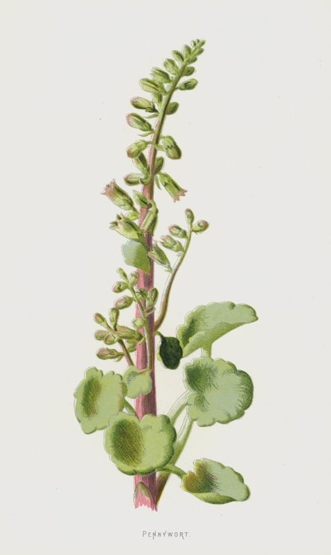 Pennywort (chromolitho) alkotó: Frederick Edward Hulme