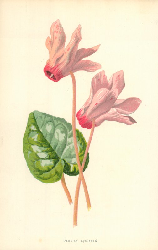 perzsa ciklámen alkotó: Frederick Edward Hulme