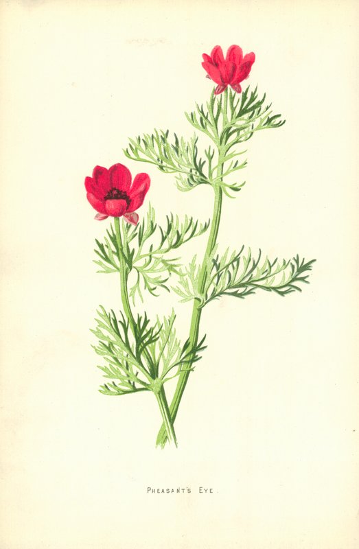 Fácánszem alkotó: Frederick Edward Hulme