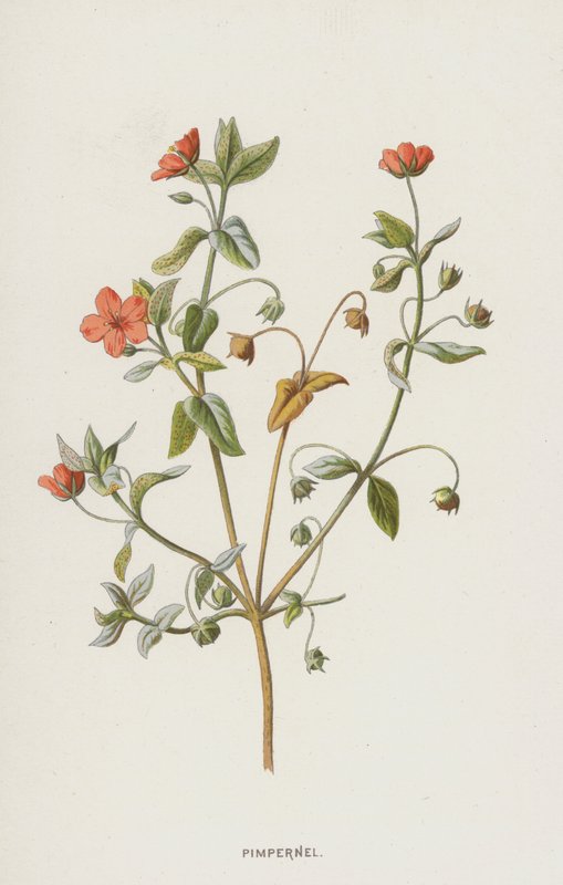 Pimpernel (chromolitho) alkotó: Frederick Edward Hulme