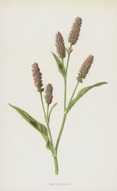 Pink Persicaria (chromolitho) alkotó: Frederick Edward Hulme