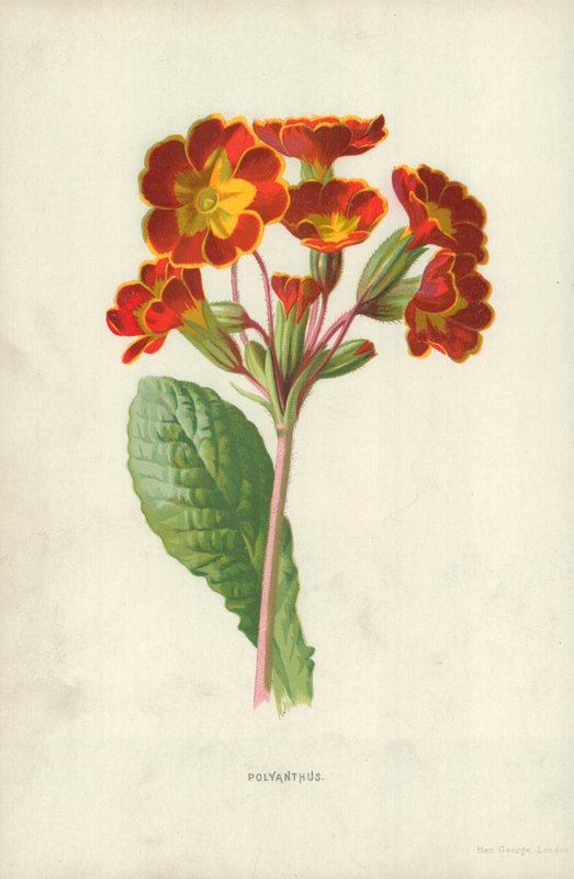 Tubarózsa alkotó: Frederick Edward Hulme