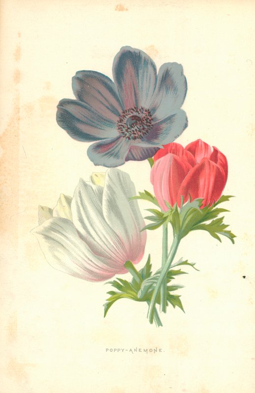Pipacs-Anemone alkotó: Frederick Edward Hulme