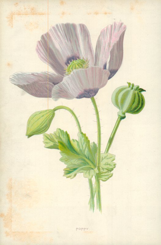 Mák alkotó: Frederick Edward Hulme