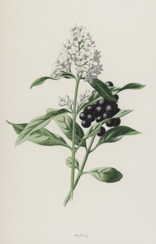 Privet (chromolitho) alkotó: Frederick Edward Hulme