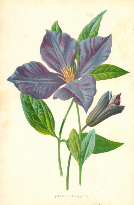 Lila Clematis alkotó: Frederick Edward Hulme