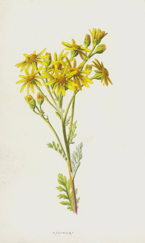 Rongyfű (chromolitho) alkotó: Frederick Edward Hulme