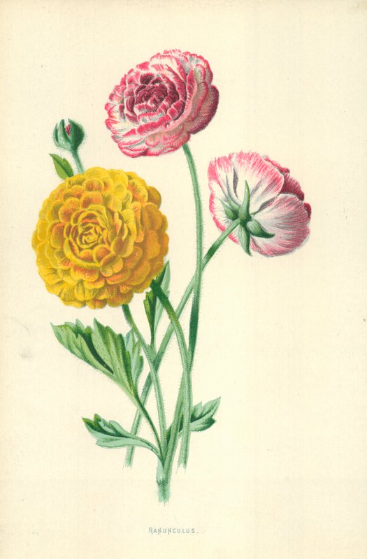 Boglárka alkotó: Frederick Edward Hulme