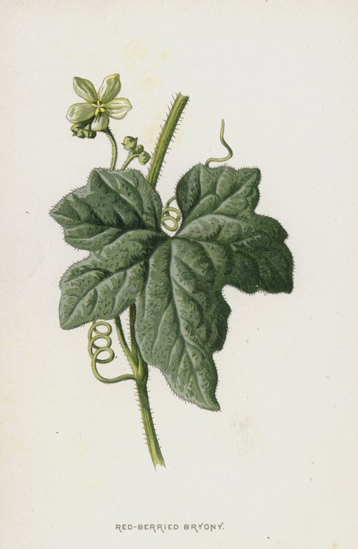 Red-Bryony (chromolitho) alkotó: Frederick Edward Hulme