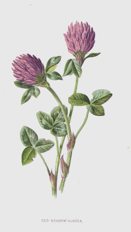 Vörös réti-lóhere (chromolitho) alkotó: Frederick Edward Hulme