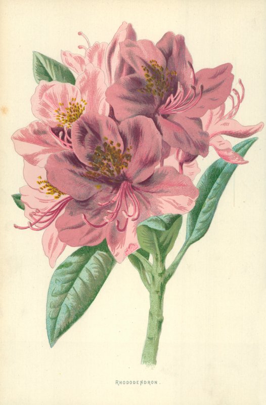 Havas szépe alkotó: Frederick Edward Hulme