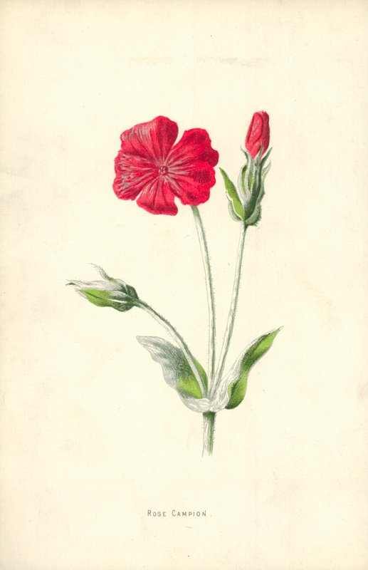 Rose Campion alkotó: Frederick Edward Hulme