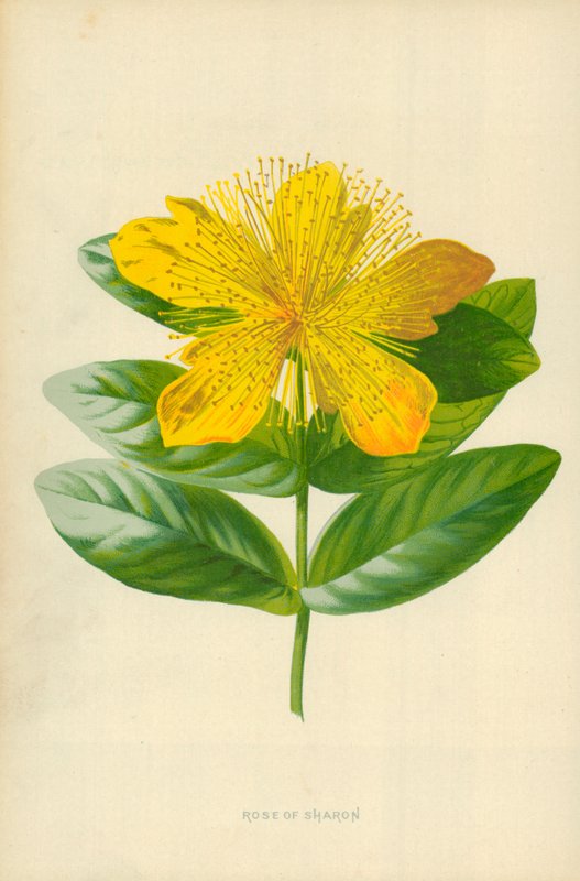 Sharon rózsája alkotó: Frederick Edward Hulme