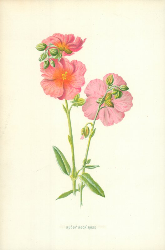 Ruddy Rock Rose alkotó: Frederick Edward Hulme