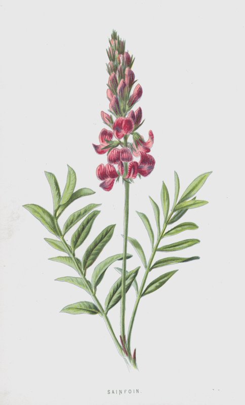 Szánabolya (chromolitho) alkotó: Frederick Edward Hulme